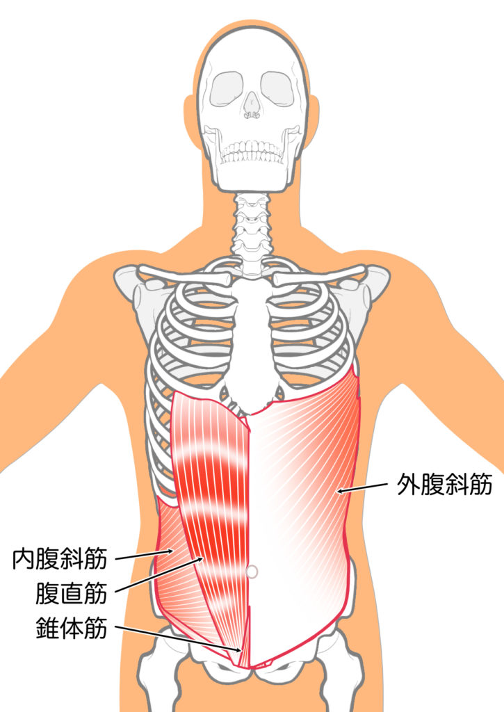 腹斜筋の図