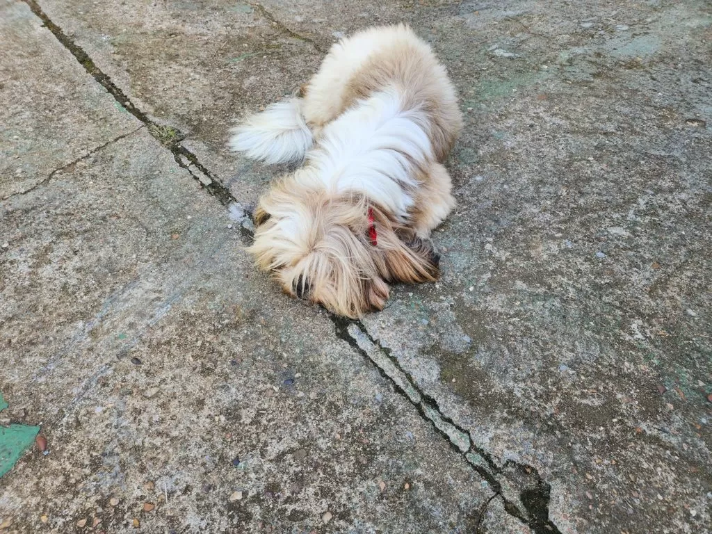 ブラジル　リゾート　海　イッヌ